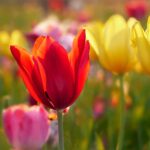 Together, let's flower hope with the donation of virtual tulips!